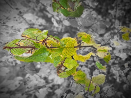 Green and yellow autumn leaves on a black and white background.