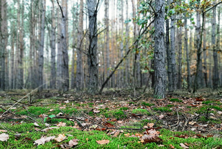 Tree forest background in autumn.