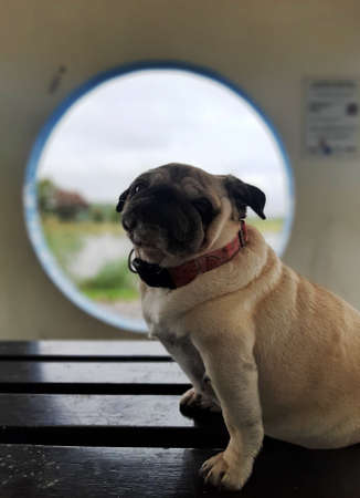 Pug dog sitting on a wooden outdoor table.の写真素材