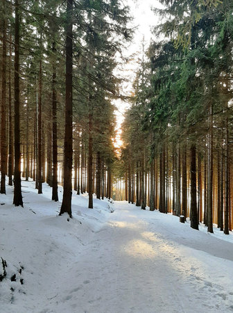 Beautiful sunset in winter woods in Jeseniky, The Czech Republic.