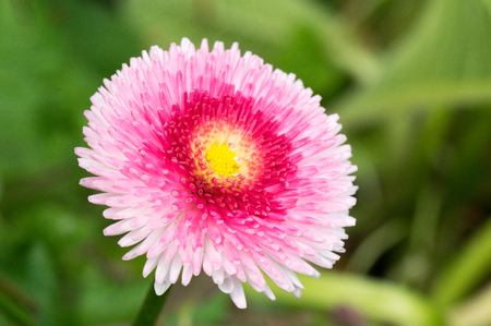 Pink English Daisy Pom Pom Flower.の写真素材