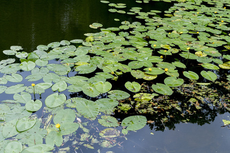 Floating water lilies with yellow flowersの写真素材