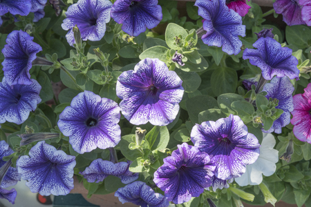 Purple and White Petuniaの写真素材