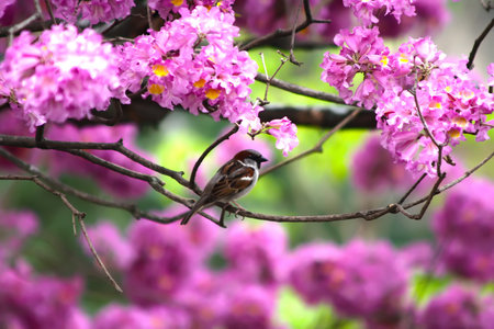 Little Sparrow on a blossom tree