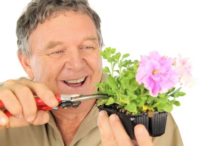 Middle aged nurseryman prunes a punnet of seedlings.の写真素材