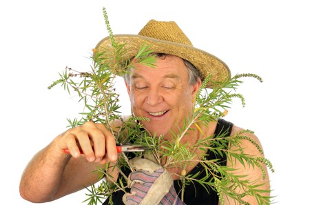 Happy middle aged gardener prunes branches off a shrub.の写真素材