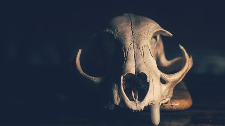 Bobcat Skull closeup photoの写真素材