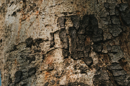 Explore the intricate details of tree bark, showcasing natural textures and patterns. This close-up image reveals the beauty and uniqueness of nature's designs.