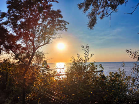 Sea sunlight shining through the trees.の写真素材