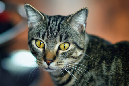 a cat with yellow eyes staring intently