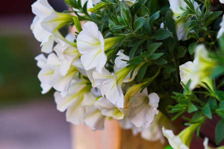White petunia in a pot standing on the windowsillの写真素材