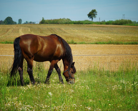 A brown horse eating grass in a meadow on a sunny dayの写真素材
