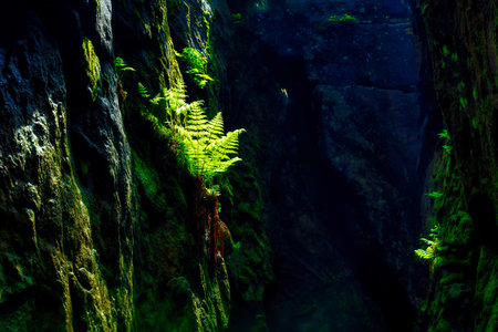Ferns growing on moss-covered rocky walls in a deep, shaded gorge. Sunlight breaks through the darkness, subtly illuminating the vegetation and creating a contrast between bright greens and the dark, moist rocks. The delicate details of moss and fern leaves emphasize the natural beauty and texture of the rocky formation.の写真素材