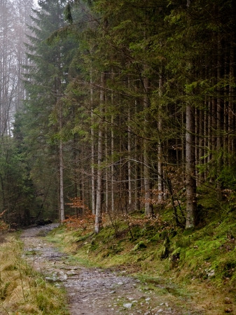 forrest roadの写真素材
