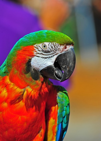 A head shot of a resting Macaw as this portrait captures the details of the feathers on his head and the lines in his face as he looks deep into the camera. on this Macaws face as he looks into the camera with a purple back ground.の写真素材
