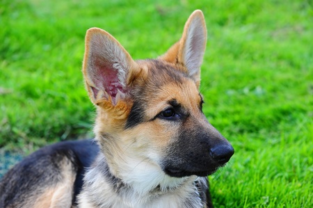 A German Shepard puppy looks off camera to the right as he enjoys laying in the grass.の写真素材