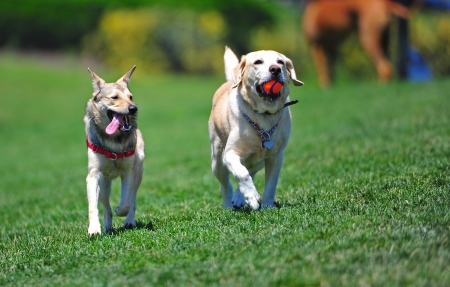 Two friends walking through the park carrying their ball to play with   You can feel the excitement of the game that is about to begin with these two dogs の写真素材