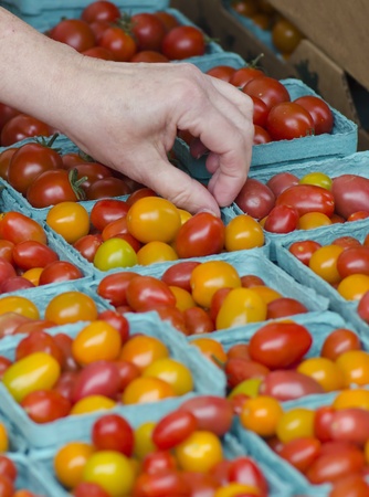 A consumer picks through the available cherry tomatoes at a local farmers market.の写真素材