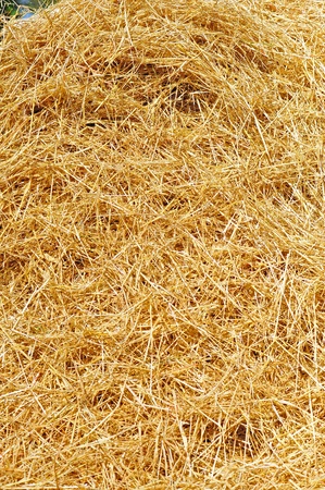 Abstract background of a pile of hay or straw from a retro steam powered thrasherの写真素材
