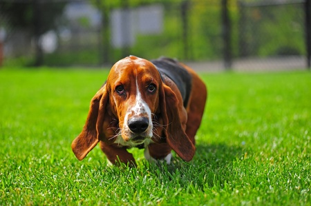 An adorable Basset Hound runs to the camera that is at his level.  Whiskers are going in every direction.の写真素材