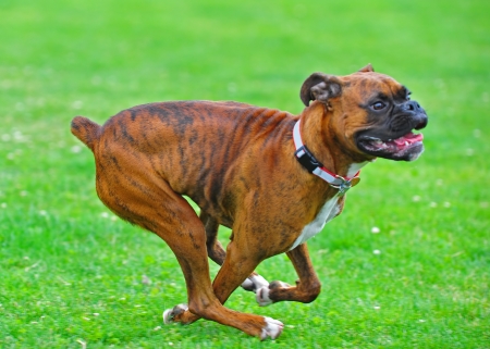 Abstract blurs as a brindle boxer dog runs through a field の写真素材
