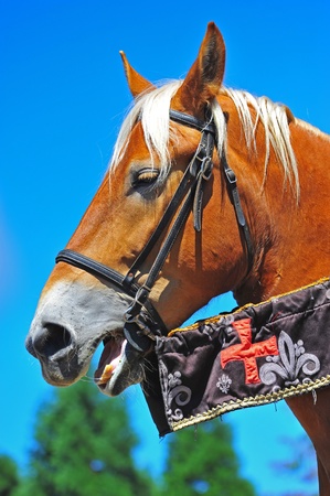 A portrait of a beautiful light brown mare with a blond main wearing a harness and the flags of a black knight at a Renaissance fair.のeditorial素材