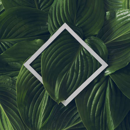 Creative tropical layout made of green leaves and white paper frame. Minimal nature concept.の写真素材