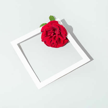 White frame and red rose flower with sunlight shadow on bright gray background. Minimal nature concept with copy space.の写真素材