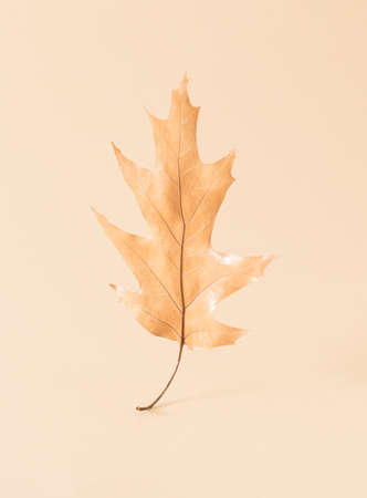 Autumn leaf against a bright beige background. Minimal nature seasonal concept.の写真素材