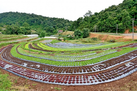 Organic Vegetable Field, Chiang Mai, Thailandの写真素材