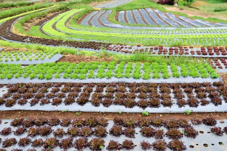 Organic Vegetable Field, Chiang Mai, Thailandの写真素材