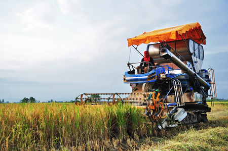 combine harvester in rice fieldの写真素材