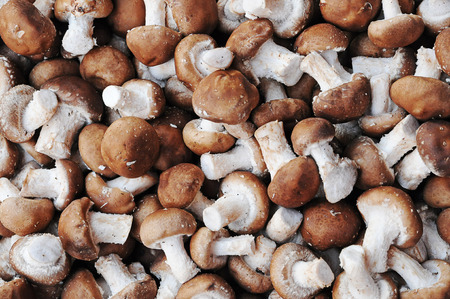  mushroomsの写真素材