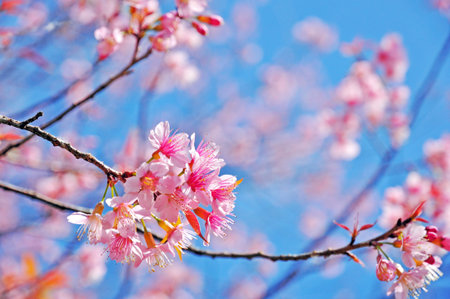 sakura blooming in winter at Doi Pui mountain ,Chiang mai ,Thailand