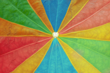 Colorful lotus leaf