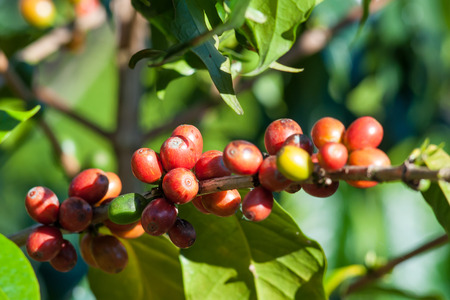 Coffee tree with ripe berries fruits , Chiang Mai ,Thailandの写真素材