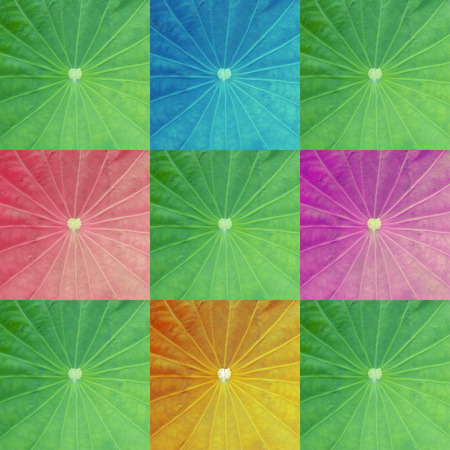 The arts colorful lotus leafの写真素材