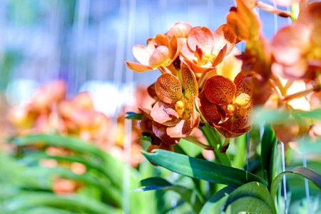 Colorful orchids in the garden