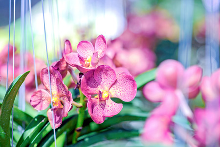 Colorful orchids in the gardenの写真素材