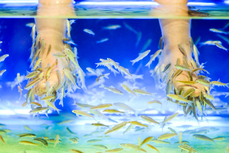 Fish Spa pedicure Rufa Garra treatment. Feet and fish in blue waterの写真素材