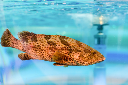 Grouper fish in swim tank for sale ,Chiang mai , Thailandの写真素材