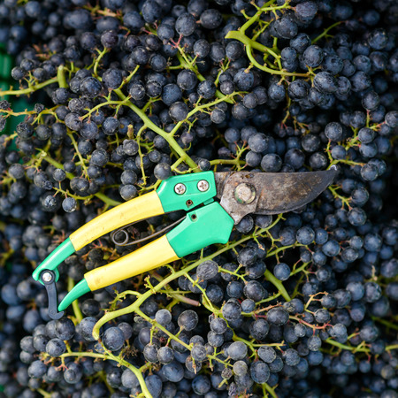 hands with grapesの写真素材