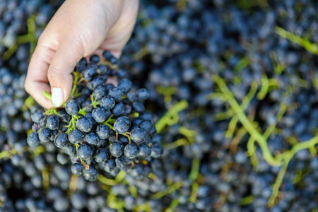 hands with grapes