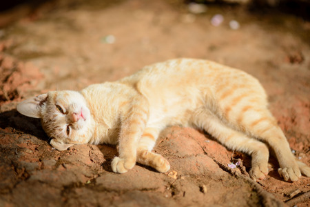 orange red tabby cat relaxing on the groundの写真素材