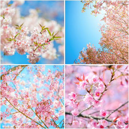 Collage of japanese blooming cherry treesの写真素材