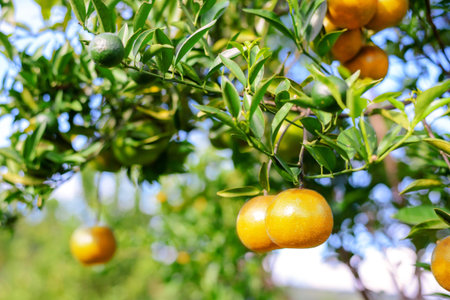 wild orange tree in sunshine