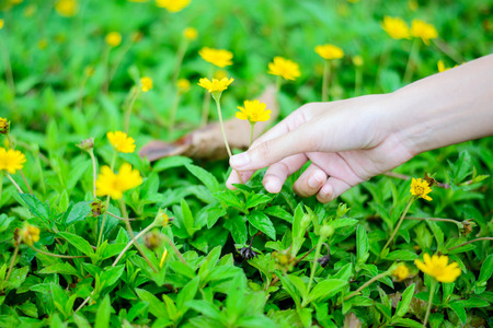 Beauty hand touch on  flowerの写真素材