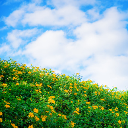 Yellow Flower fields in blue sky and sunshineの写真素材
