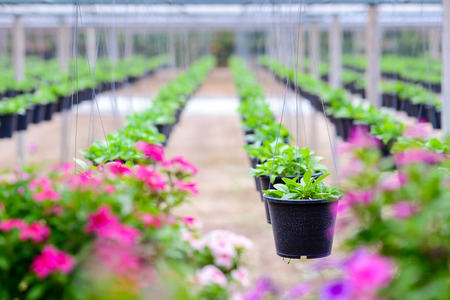 Hanging flower pots in a plant nurseryの写真素材