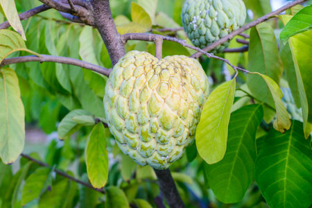 Custard apple in Thailand